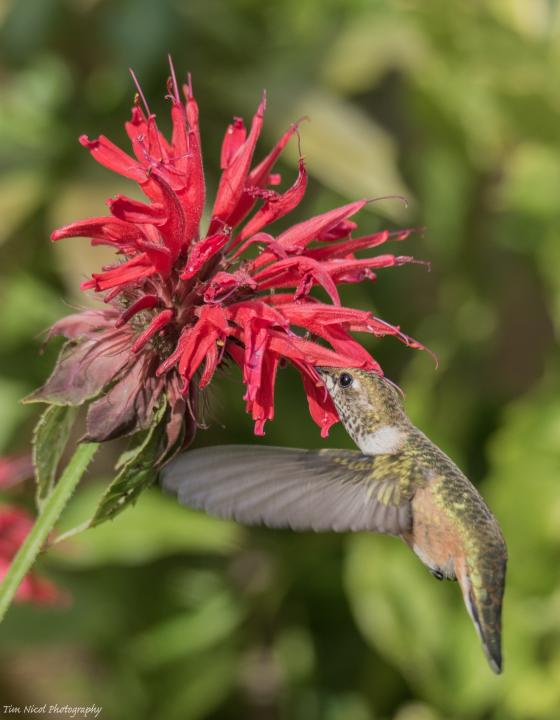 Hummingbird & Bee Balm | Shutterbug